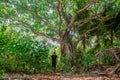 Man enters in the beautiful tropical forest jungles at the island Manadhoo the capital of Noonu atoll Royalty Free Stock Photo