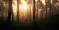 man in the evening forest Royalty Free Stock Photo