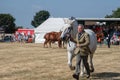 Man exhibiting large white Shire Horse at agricultural show Royalty Free Stock Photo