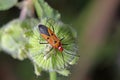 Man face bug Royalty Free Stock Photo