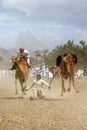 Man falling off a camel Royalty Free Stock Photo