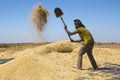 Man fanning wheat, separating the wheat from the chaff. Royalty Free Stock Photo