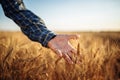 Man farmer checking the quality of wheat grain on the spikelets at the field. Male farm worker touches the ears of wheat