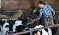 man farmer clapping cow Royalty Free Stock Photo