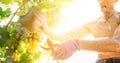 Man farmer cuts a grape bunches. Vintage time concept image Royalty Free Stock Photo