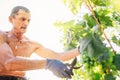 Man farmer cuts a grape bunches. Vintage time concept image