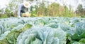 man farmer with fresh vegetables, cabbage harvest, natural selection, organic, harvest season, agricultural business owner, young