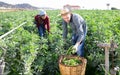 Man farmer gathers ripe beans in garden