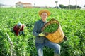 Man farmer gathers ripe beans in garden