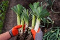 A man farmer in gloves holds a leek in his hands on the background of the earth close-up. Harvesting leeks Royalty Free Stock Photo