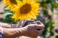 A man farmer holds sunflower seeds in his hands. Selective focus. Royalty Free Stock Photo