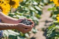 A man farmer holds sunflower seeds in his hands. Selective focus. Royalty Free Stock Photo