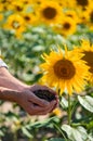 A man farmer holds sunflower seeds in his hands. Selective focus. Royalty Free Stock Photo