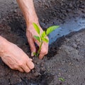 Man farmer planting pepper seedlings in garden outdoors