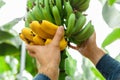 Man farmer pluck harvesting ripe yellow bananas fruit harvest from banana branch on young palm trees against plantation Royalty Free Stock Photo