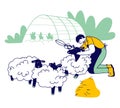 Man Farmer Shearing Sheep for Wool. Sheepshearer Character at Working Process on Farm. Shearer Man Removing Sheep Wool