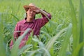 Man farmer standing and use the hand to wipe the sweat on the forehead in the sugarcane farm