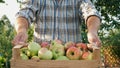 Farmer Gardener Holds A Wooden Box Of Many Ripe Green Red Apples In His Hands Royalty Free Stock Photo