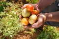 Man Farmer In Tomato Field Showing Vegetables To Camera