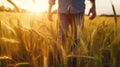 Man farmer walks through a wheat field at sunset touch. Generative AI. Royalty Free Stock Photo