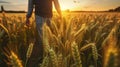 Man farmer walks through a wheat field at sunset touch. Generative AI. Royalty Free Stock Photo