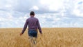 A man farmer is on a wheat field, touching the ripe ears of wheat. Royalty Free Stock Photo