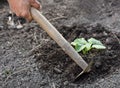 Man farmer working with hoe in vegetable garden Royalty Free Stock Photo