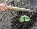 Man farmer working with hoe in vegetable garden Royalty Free Stock Photo