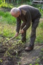 Man farmer working with hoe in vegetable garden Royalty Free Stock Photo