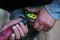 Man farrier installing plastic horseshoe to hoof. Closeup up detail to hands holding animal feet and rotary tool grinder