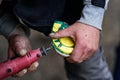 Man farrier installing plastic horseshoe to hoof. Closeup up detail to hands holding animal feet and rotary tool grinder