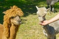 Man feeding big lama. hand feeding alpaca in farm. Royalty Free Stock Photo