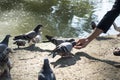 Man feeding birds in park