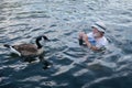Man feeding the Canadian Snow Geese while swimming in Cheat Lake in Morgantown Royalty Free Stock Photo