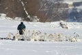 Man feeding flock of mute swans on winter day