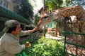 Man Feeding Giraffe at Zoo