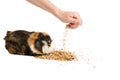 Man feeding the guinea pig Royalty Free Stock Photo