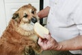 Man feeding his dog Royalty Free Stock Photo