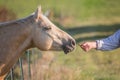 Man feeding horse a treat