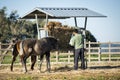 Man feeding horses