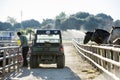 Man feeding horses