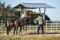 Man feeding horses