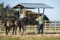 Man feeding horses