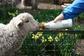 Man feeding lamb with milk in farmyard, closeup Royalty Free Stock Photo