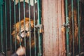 Man feeding lion in cage