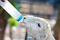 A man feeding little sheep in open zoo with milk bottle
