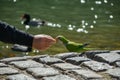 man handfeeding a monk parakeet (myiopsitta monachus), on the ground