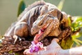 Man Feeding Orchids To Blue Iguana Royalty Free Stock Photo