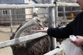 Man feeding ostrich Royalty Free Stock Photo