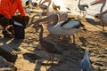 Man Feeding Pelicans in a River Bank on Sunny Day in Noosaville, Queensland, Australia Royalty Free Stock Photo